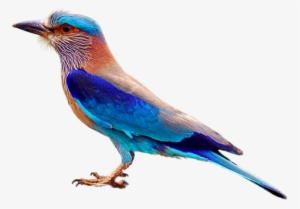 Indian Roller - Telangana Bird