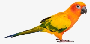 Picture Of Bird - Bird