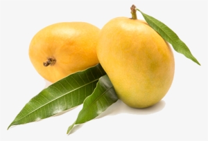 These Are Farm Fresh, Carbide Free, Full Bodied Mangoes, - Apricot