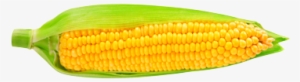 Sweet Corn - Maïs Png