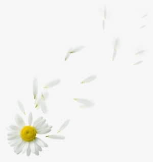Kingdom Of Editor S Editing Floating Flowers Png - Oxeye Daisy