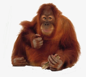 Animals Png Free Images Orangutan Ostrich - Orang Utan Png