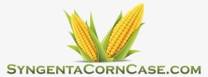 View Larger Image Syngenta Corn Case - Corn Vector Png