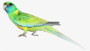 Indian Parrot Png - Cloncurry Parakeet