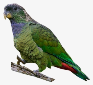 Scaly-headed Parrot - Budgie