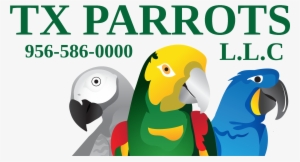 tx parrots l c - parrot