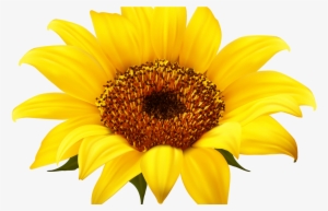 Download Sunflower Clipart Hq Png Image Freepngimg - Sunflower Png