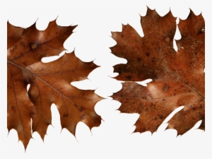 Autumn Leaves Clipart Dry Leave - Autumn Leaf Png Brown
