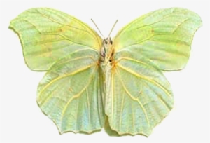 Anteos Clorinde Nivefera Green Leaf2 - Green Leaf Butterfly