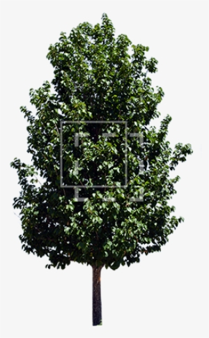 Another Tree - Alder Tree Png