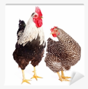rooster and chicken on white background wall mural - chicken
