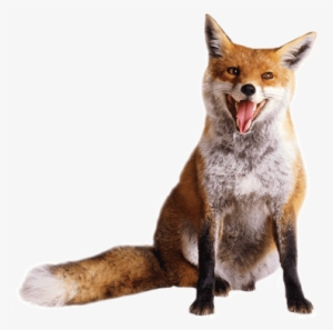 Animal Fox1 - Wolf Vs Coyote Vs Fox