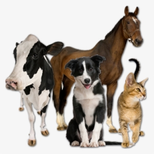 Battlefords Animal Hospital - Veterinary Animals