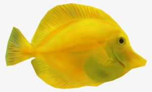 Yellow Tang Png