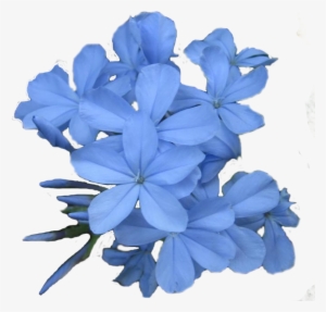 Jasmine Flower Png Images Flower Wallpaper Hd - Blue Jasmine Flower Png