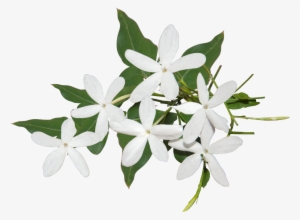 Best Jasmine Flower Png Ideas - Transparent Jasmine Flower Png