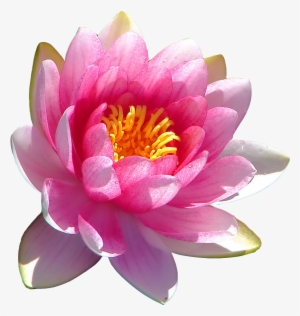 Transparent Water Lily Requested By Anon Looks Better