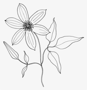 Collection Of Free Poppies Drawing Minimalist Download - Как Нарисовать Декоративный Цветок