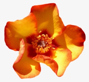 Rose Orange Blossom Bloom Flower Orange Ro - Transparent Flower Orange