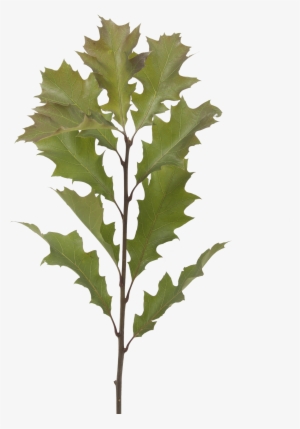 Quercus Leaves - Maple Leaf