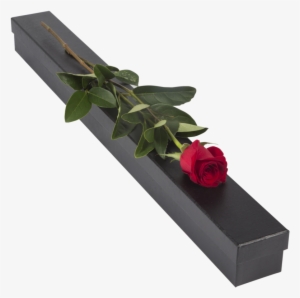 Single Red Rose- Presentation Box - Garden Roses