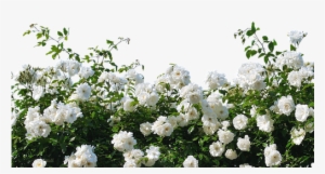 Roses, White Roses, Nature, Blossom, Bloom, Flower - White Rose Plant Png