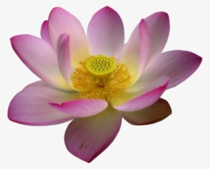 Fleur De Lotus Png - Fleur De Lotus Jaune