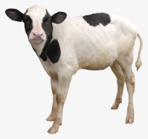 Cow Png - Calf Png
