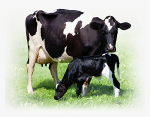 Generations - ‹ - Achieving Sustainable Production Of Milk: Safety, Quality