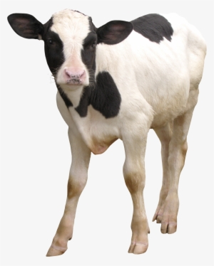 Cow Png - Dairy Cattle