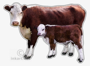 hereford cow decal - hereford cattle png