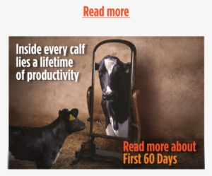 <<back To Dairy Cattle Products - Cattle