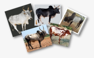 Native Cattle Breeds - Herd