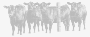 Made With Xara - Herd Of Bulls Drawing