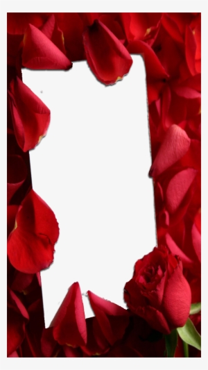 Love Frame With Red Roses - Transparent Red Roses Frames