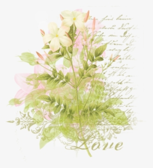 Trouvé Sur Http - Jasminum Grandiflorum