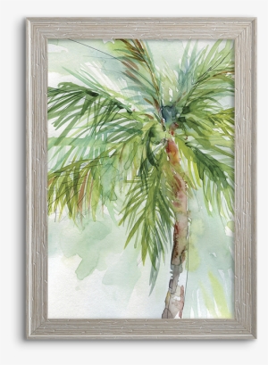 Coconut Palm - Palm Trees