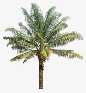 Oil Palm Tree Png