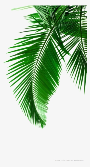 Creative Green Leaf Drawing Transparent Decorative - Palm Leaves Clip Art