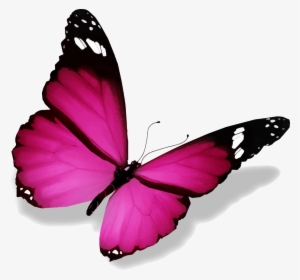 Image De Papillon - De Papillon
