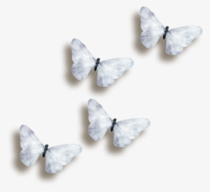 Butterflies 3d Butterfly Reposted - White Butterfly Transparent