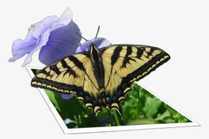 Photoshop 3d Image Of A Butterfly - Papilio Machaon
