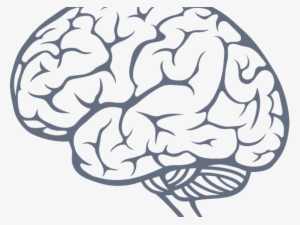 Brain Png Transparent Images - Brain Outline