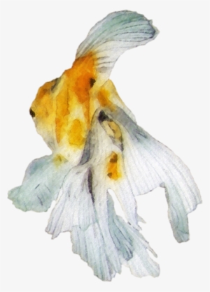 Yellow Fish - Goldfish