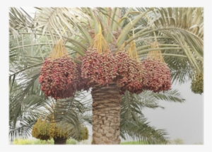 Colouful Dates Bunches All Along The Date Palm Tree - Date Palm Tree In Desert