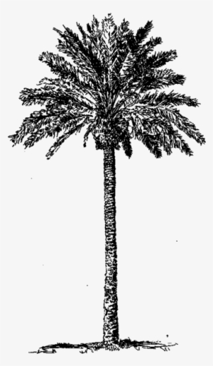 12 Date Palm3 - Attalea Speciosa