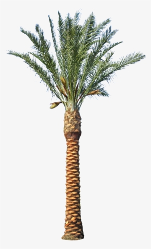 Date Palm Tree Transparent
