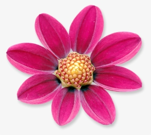 Flower 02 - Flower
