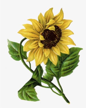 Items Similar To Vintage Image Of Sun Flower - Vintage Sunflower Art