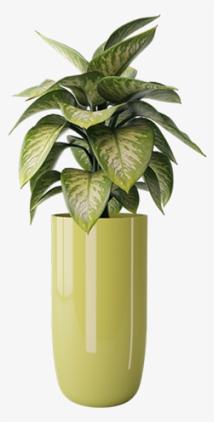 Stanley Plant Transparent - Flowerpot